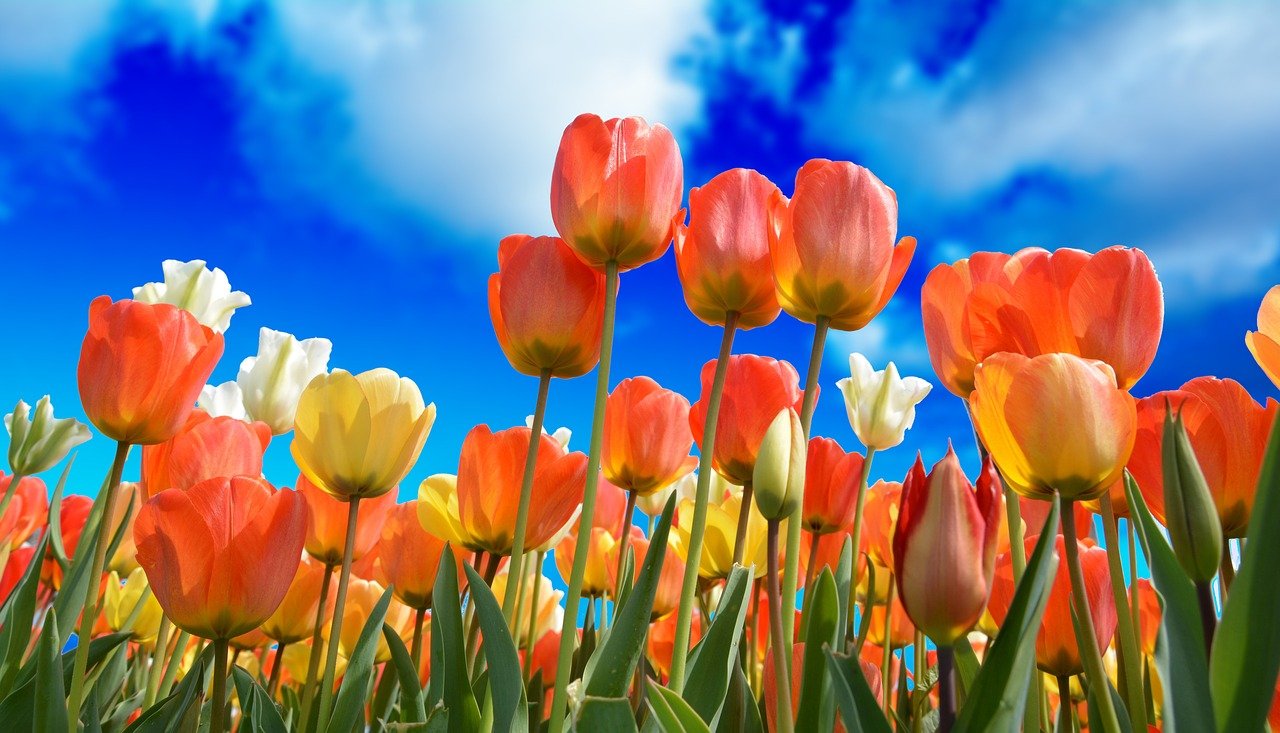 Tulipany w donicy – szybka i bezproblemowa hodowla