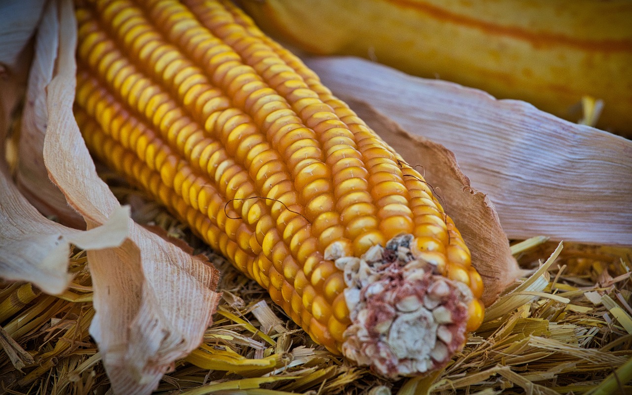Dla jakich zwierząt odpowiednia jest kukurydza gnieciona?