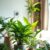 Rośliny oczyszczające powietrze w mieszkaniu: jak wybrać i dbać o naturalne filtry powietrza w domu