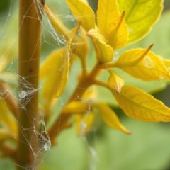 Szkodniki roślin domowych: jak rozpoznać objawy i podjąć pierwsze kroki zwalczania